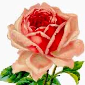 Meet your Posher, ChaiRoze